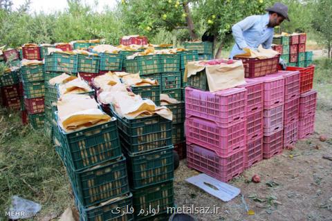 صادرات ۷۰۰هزار تنی سیب درختی، پیش بینی كاهش تولید