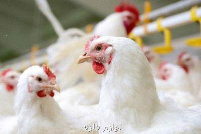 خرید مرغ مازاد تولیدكنندگان بدون محدودیت ادامه دارد