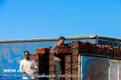 امكان صادرات گوجه فرنگی به عراق برقرار شد