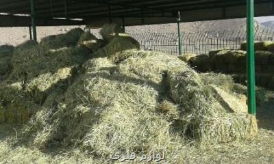 تولید علوفه ۴۰درصد كاهش پیدا كرد