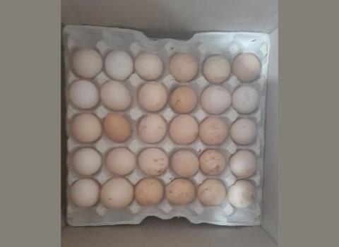 تخم مرغ خوراکی صنعتی و محلی