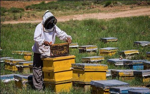 خوزستان رتبه هشتم تولید عسل در کشور را دارد