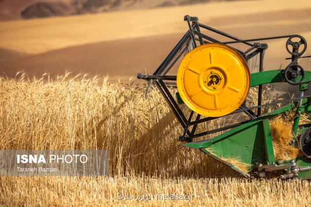 پرداخت ۴۶ درصد از مطالبات گندمکاران