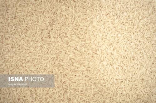 صادرات برنج گزینه ای تشویقی برای کشاورزان است؟