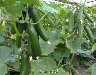 تولید ارقام جدید خیار در گلخانه ها لازم است
