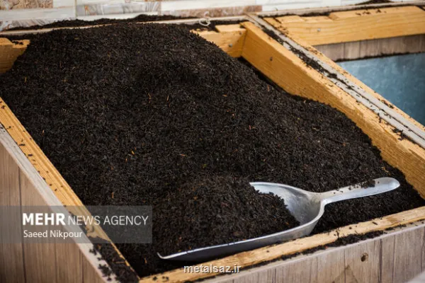 افزایش ۱۰ درصدی صادرات چای رشد قیمت جهانی و تقویت جایگاه چای ایرانی