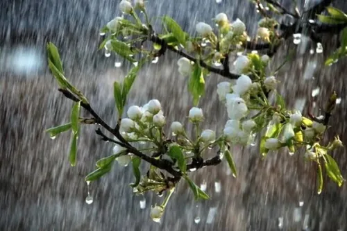 پیشبینی رگبار و رعدوبرق در نوار شمالی کشور
