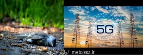 اینترنت پرسرعت جان پرندگان هلندی را گرفت!