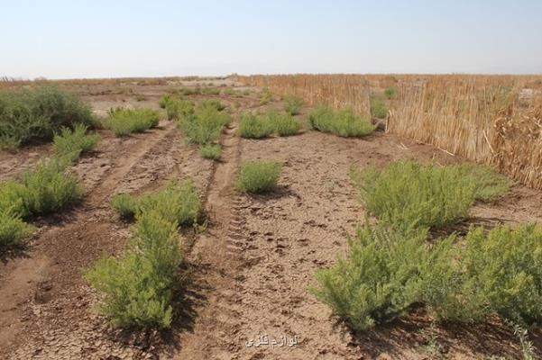 هجوم زمین خواران به كویر