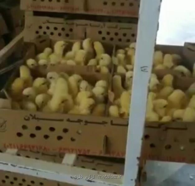 شدیدترین برخوردها در انتظار جوجه كش ها