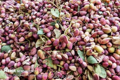 صادرات ۱۵۴ میلیون دلاری پسته در سه ماه بهار