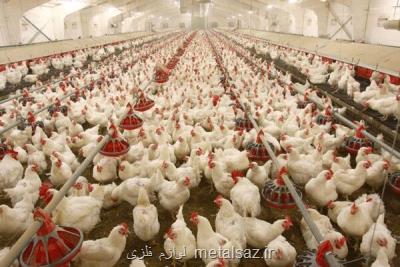 قیمت مرغ در خوزستان ثابت نیست